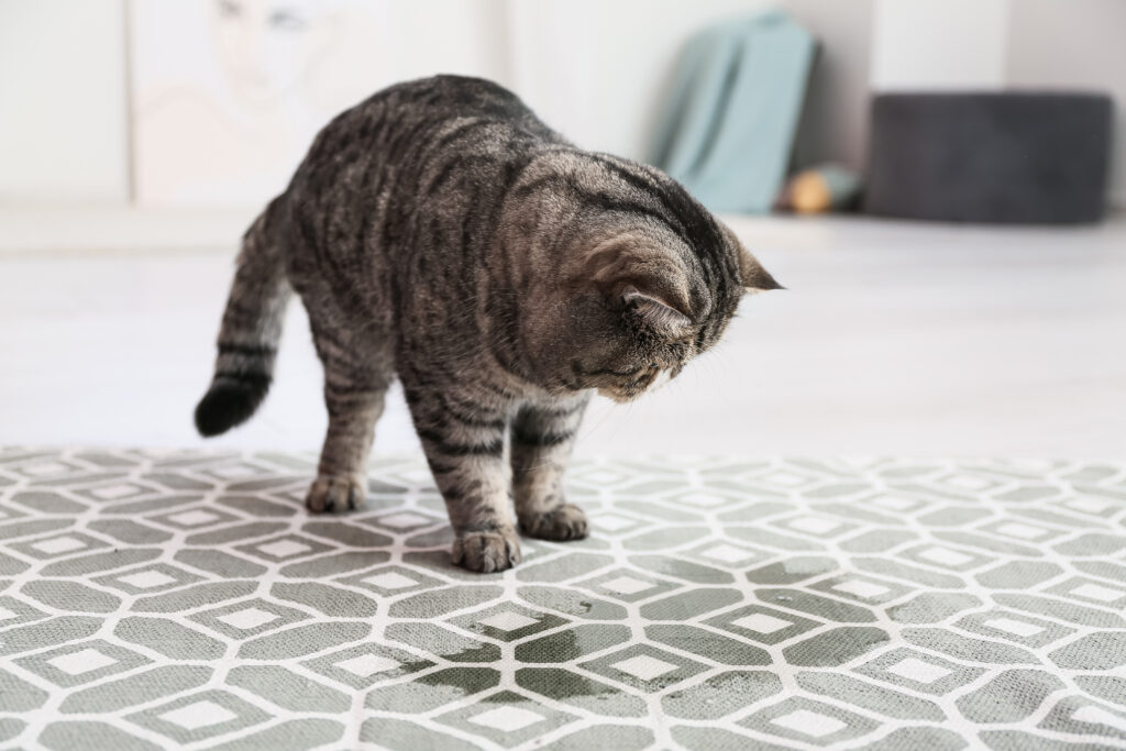 Katze auf Teppich neben Urin