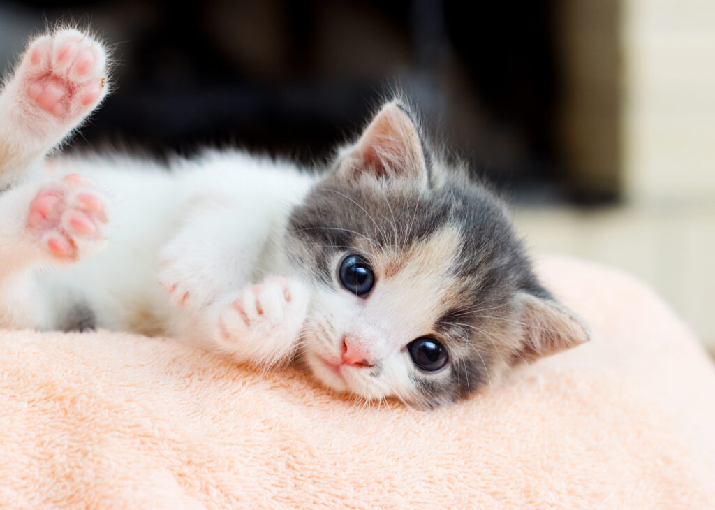 Kätzchen auf Decke