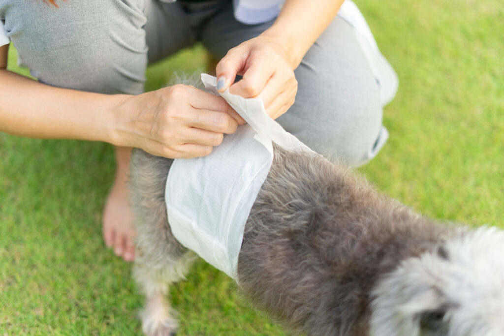 Hund mit Läufigkeitshose