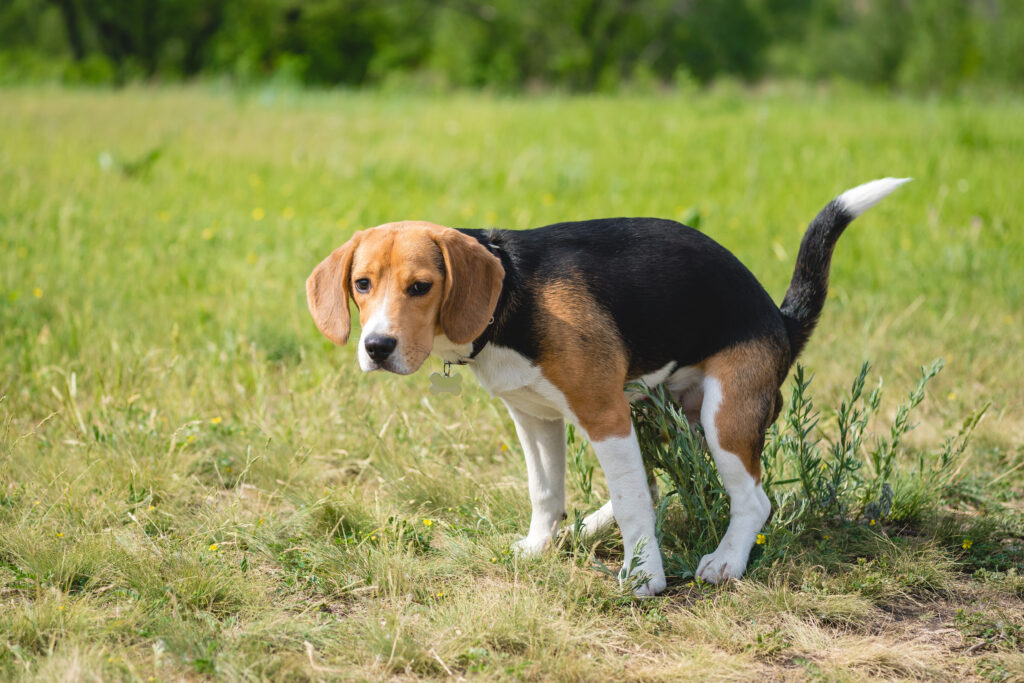 Hund setzt Kot ab