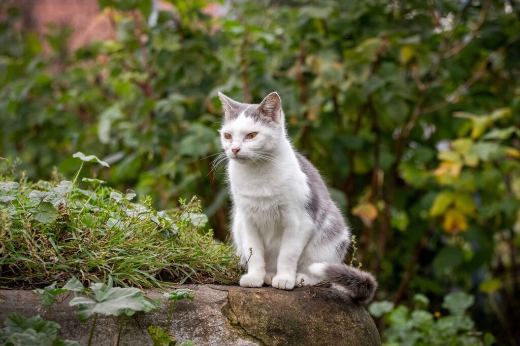 Katze zugelaufen