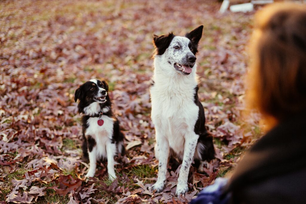 Hunde auf Laubwiese