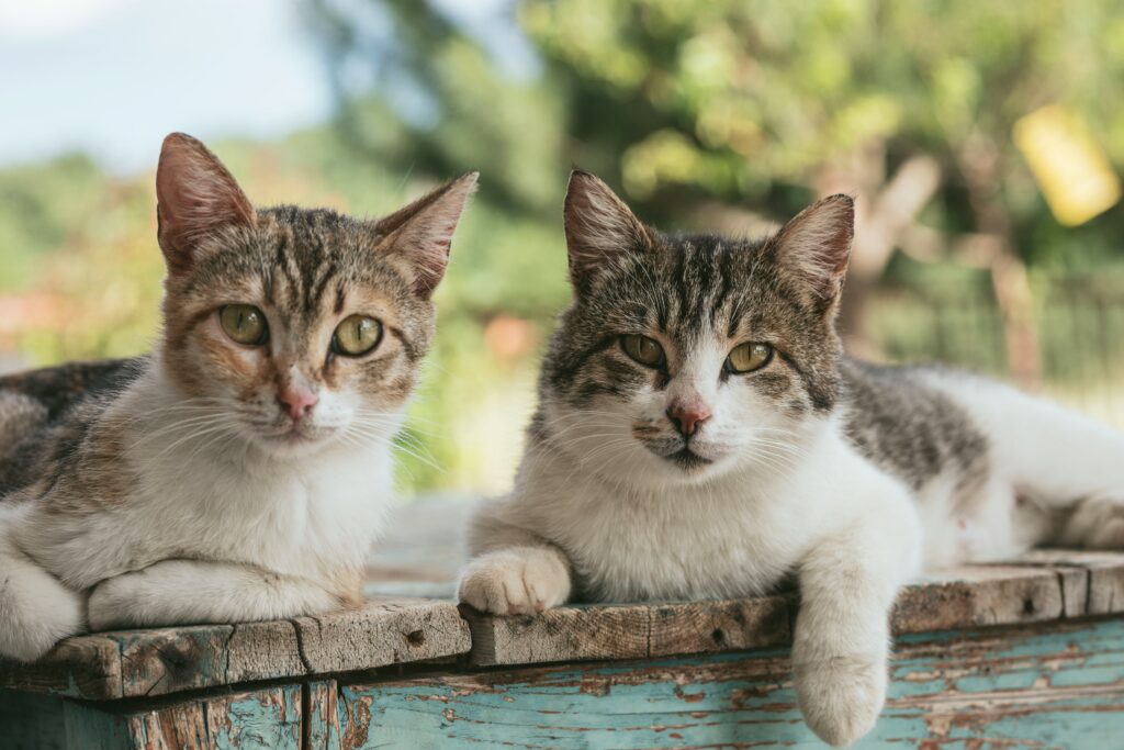 zwei Katzen auf Holzbrett