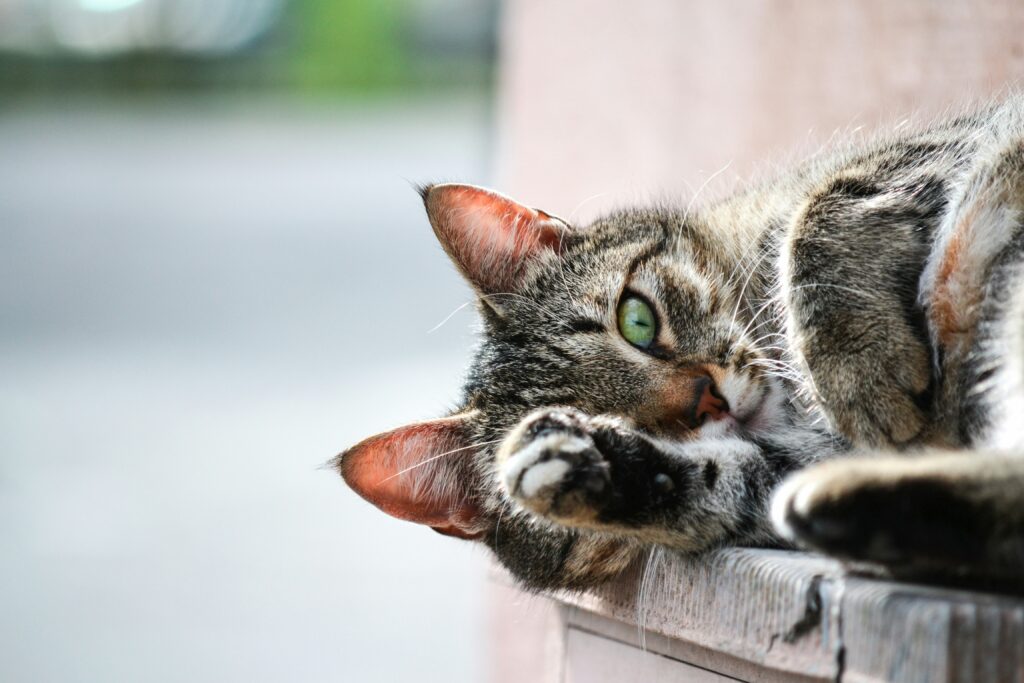 Katze auf Mauer