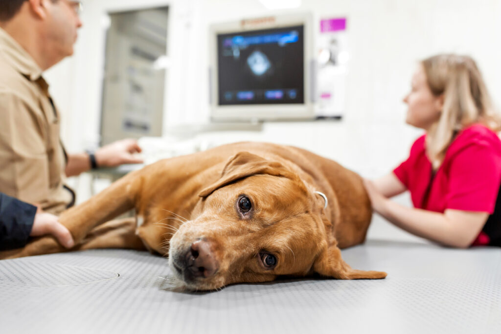 Tierarzt macht Ultraschall beim Hund