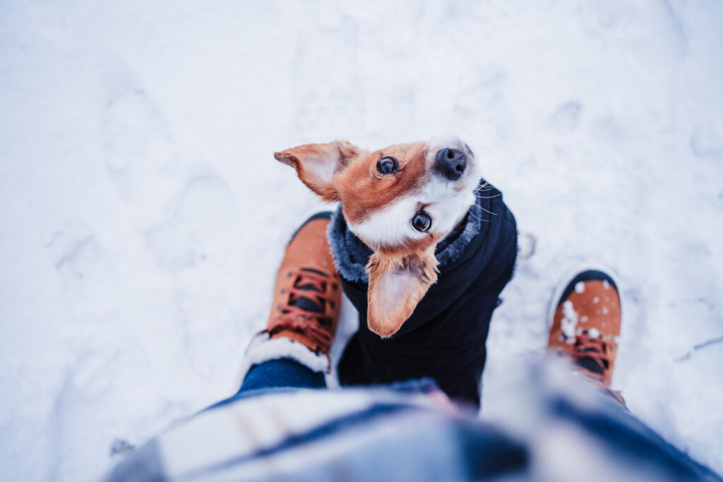 Hund mit Wintermantel