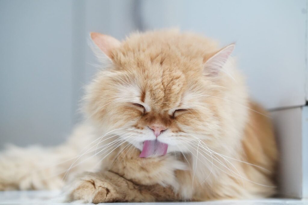 Sodbrennen bei Katzen