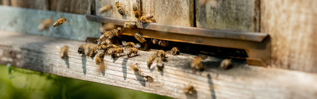 Viele Bienen kehren in den Bienenstock zurück und kommen mit gesammeltem Blütennektar und Blütenpollen in den Bienenstock. Ein Bienenschwarm sammelt Nektar von Blumen. Gesunder Bio-Honig vom Bauernhof.