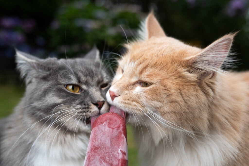 cat ice cream