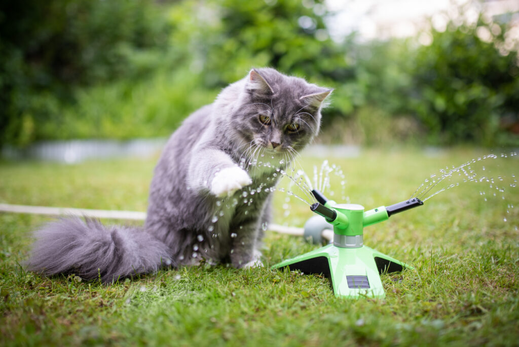 cat in garden