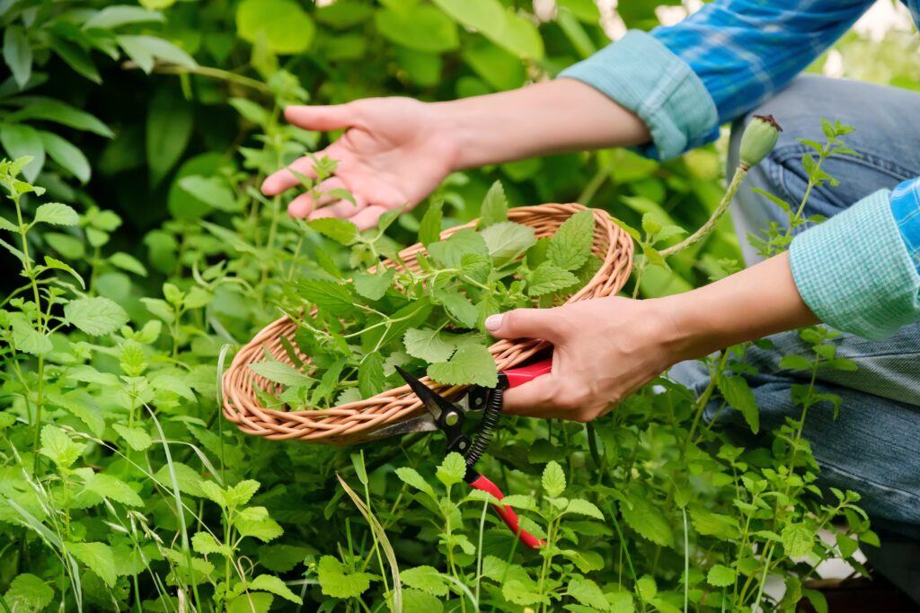 Hände mit Gartenschere und Weidenteller mit aromatischen frischen Melissenkräutern