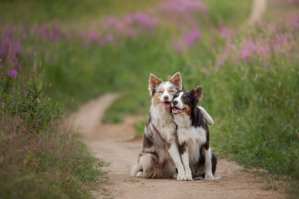 Zwei Hunde, die sich umarmen, während sie spazieren gehen. Haustiere in der Natur. Ein süßer Border Collie auf einer bunten Wiese.