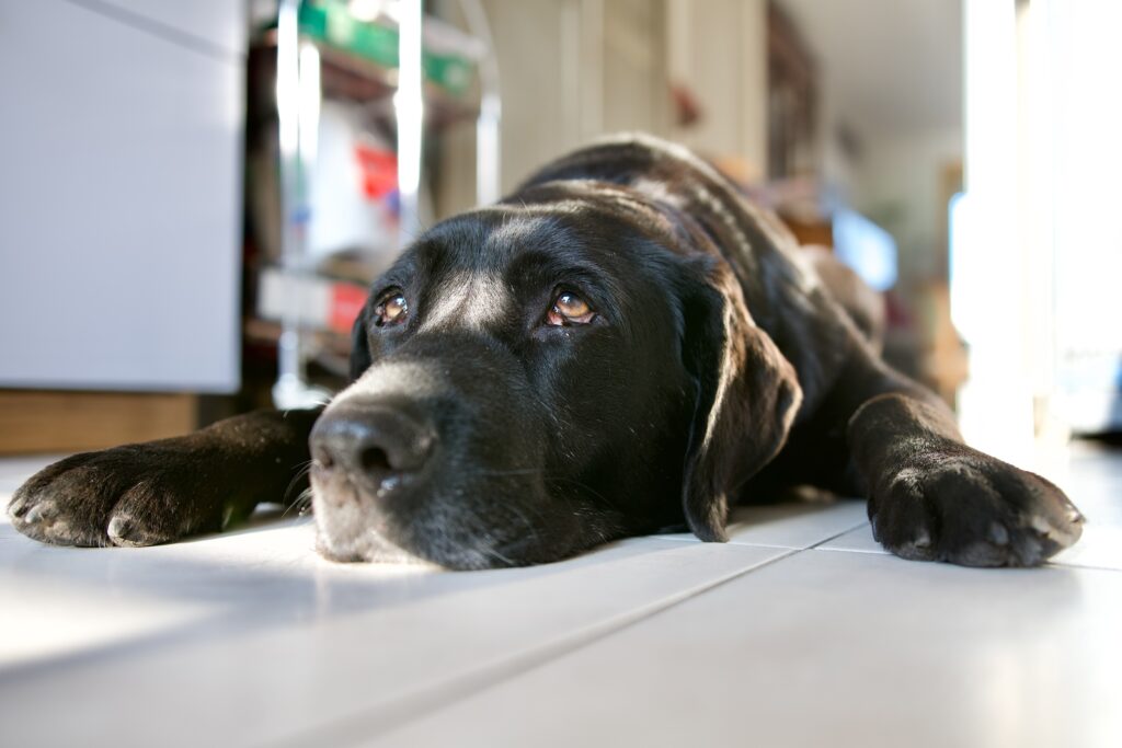Letargischer Hund