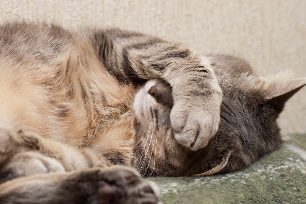 Katze krank