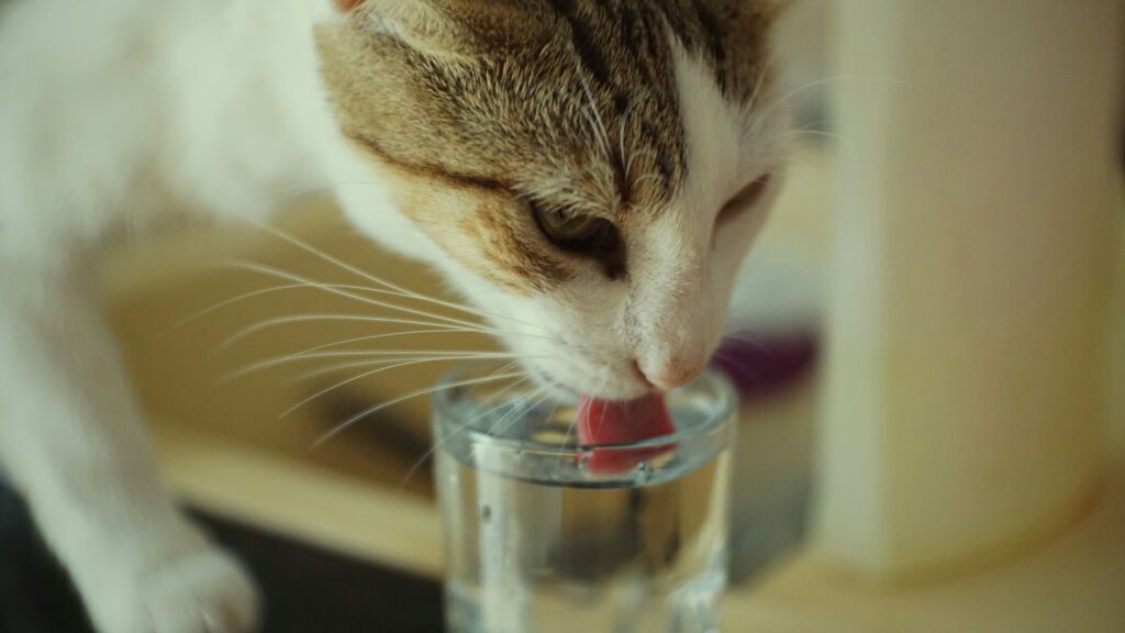 Katze trinkt aus Glas