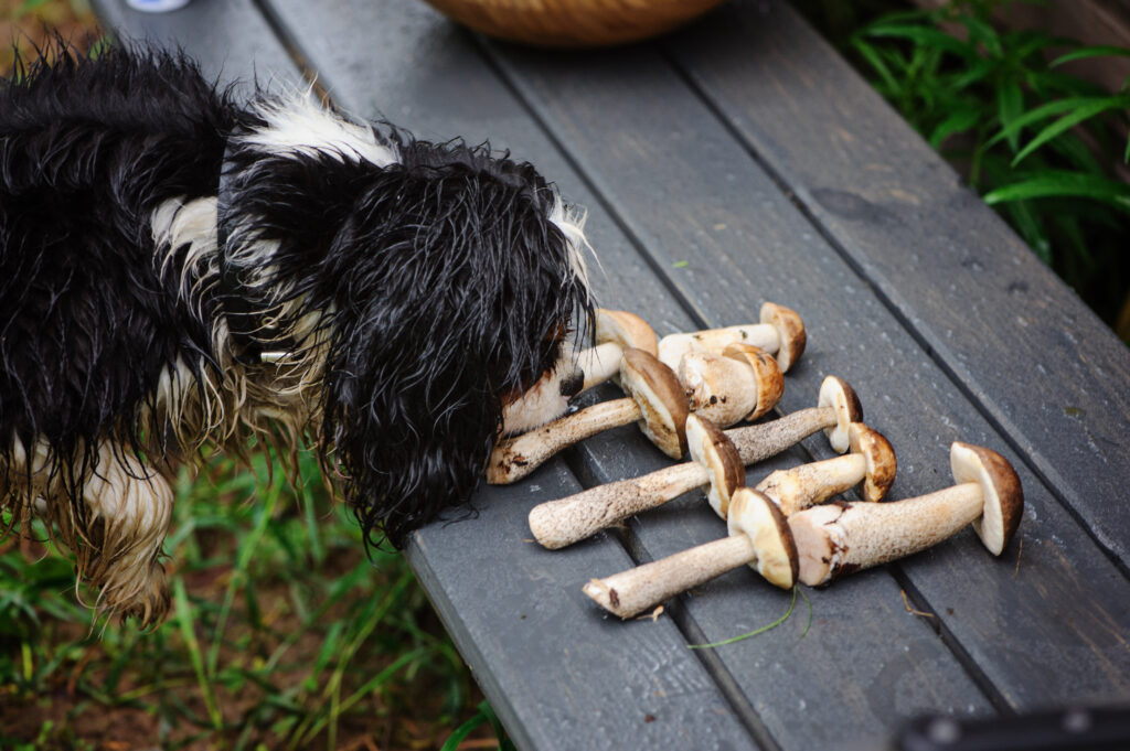 Hund schnüffelt an Pilzen