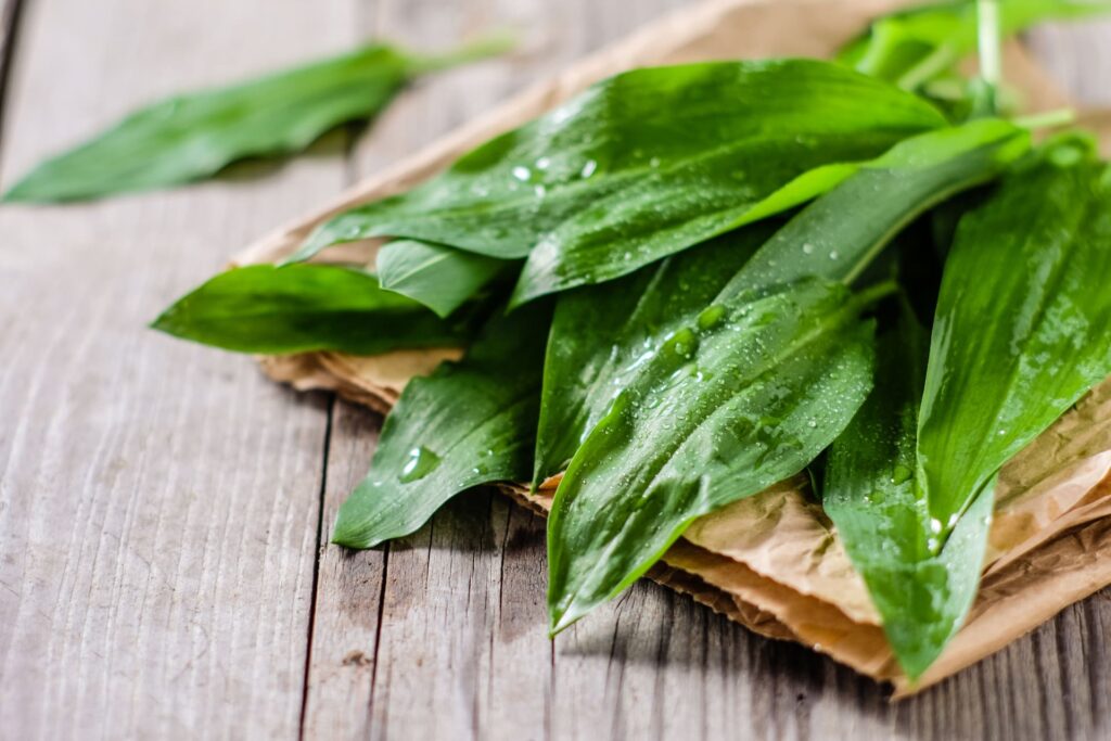 Bärlauch frisch geerntet