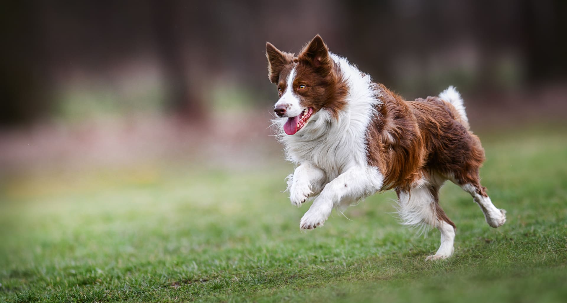 Ausgewachsener Border Collie