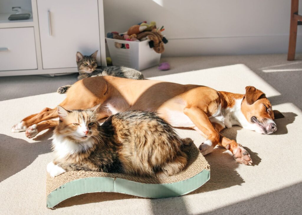 Fütterungstipps für Hunde und Katzen bei Hitze