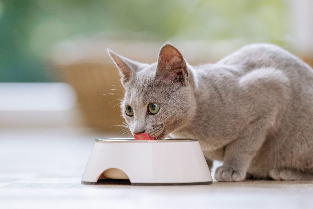 Futtermenge bei Katzen