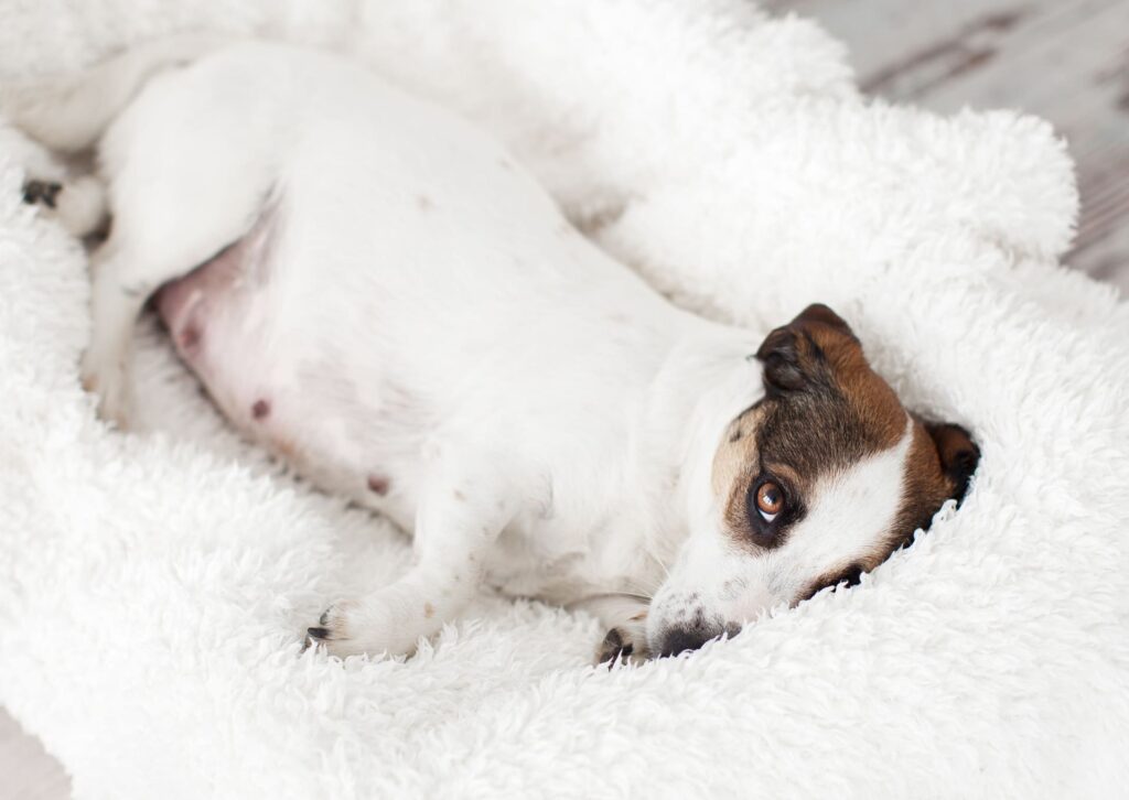 Scheinschwangerschaft beim Hund