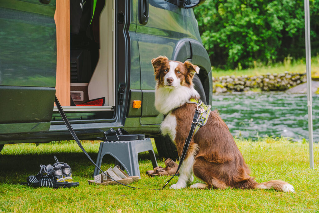 Alles, was man für das Camping mit dem Hund braucht