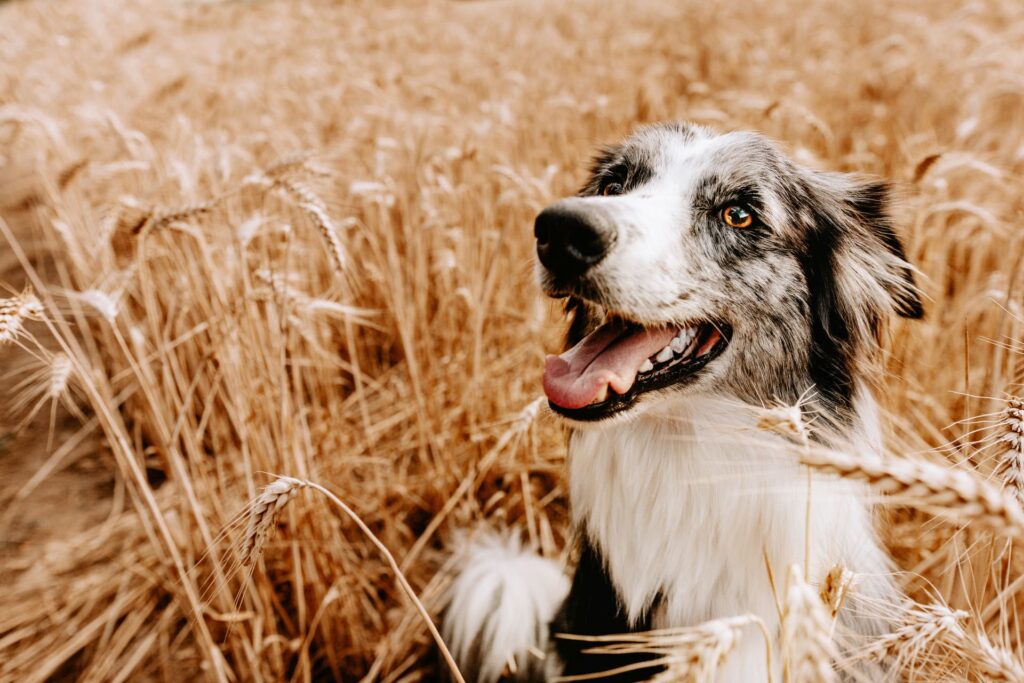Grannen sind gefährlich für Hunde