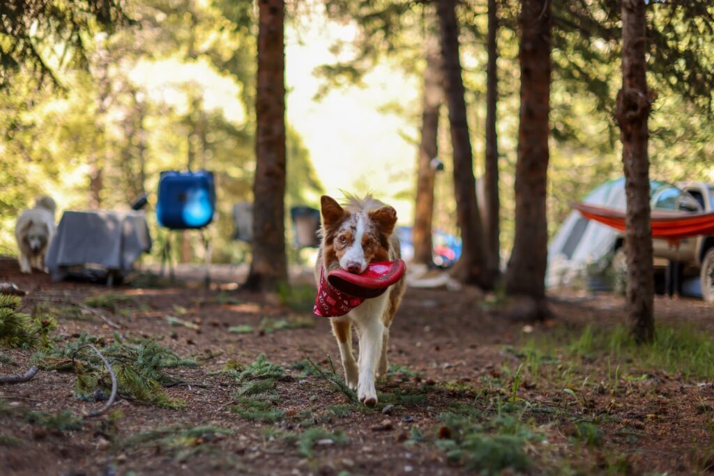 Hund trägt Frisbee durch Campingplatz