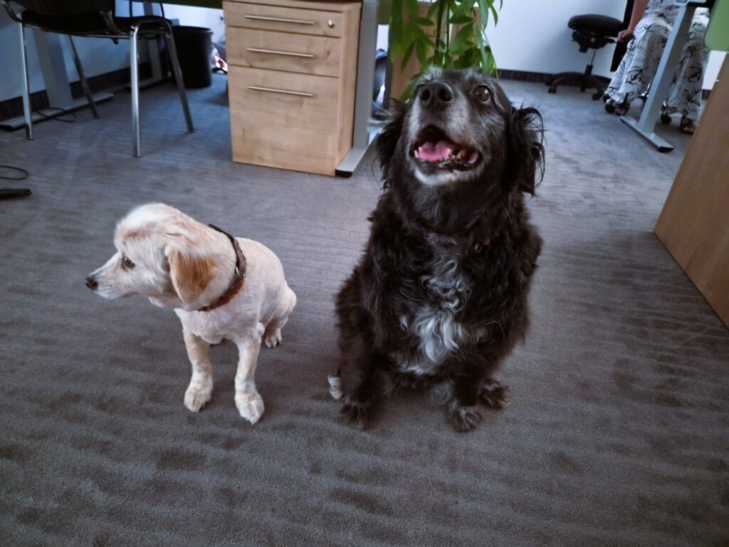 Hunde bei Reico im Büro