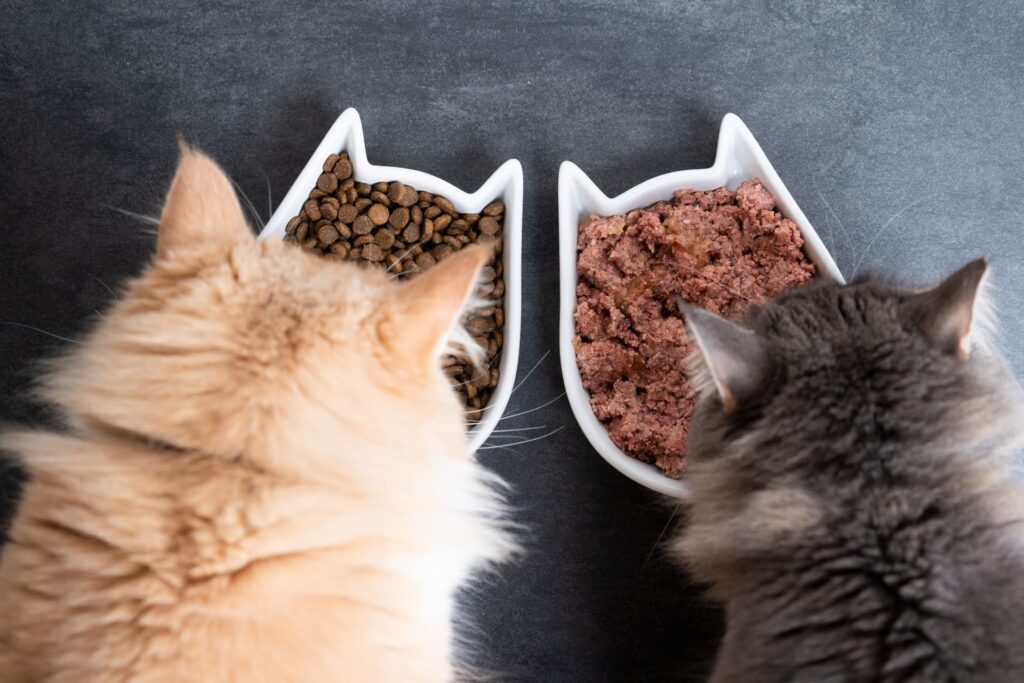 Taurin ist lebenswichtig für Katzen