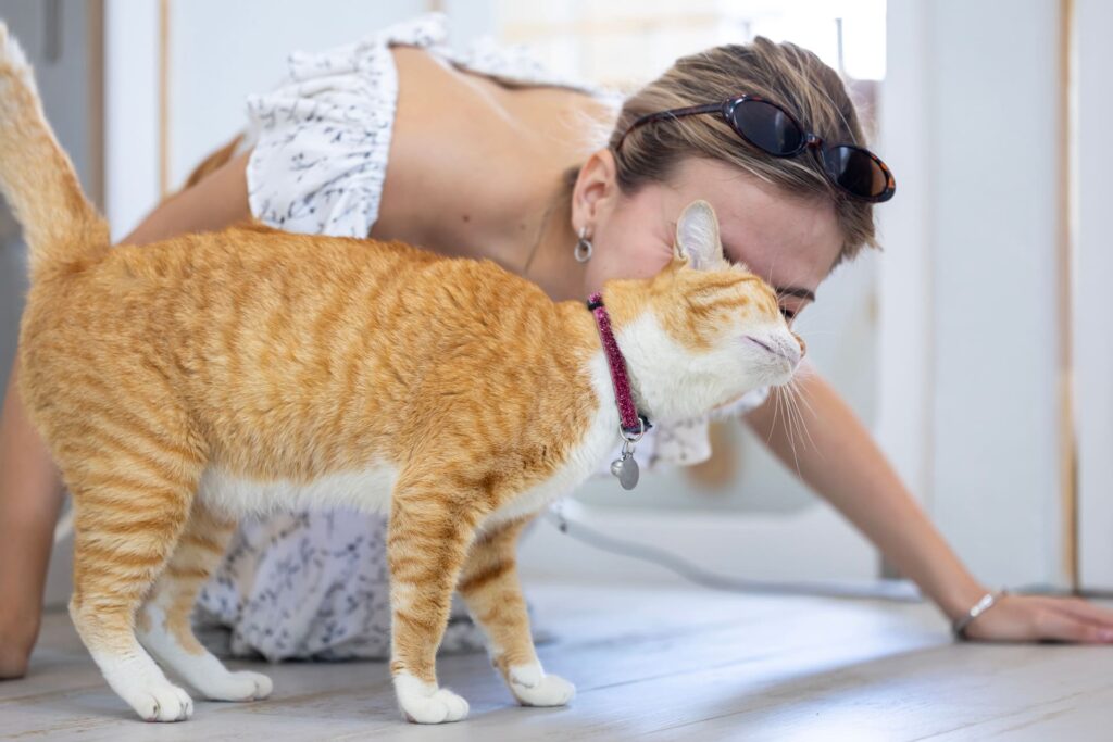 Katzenbetreuung im Urlaub