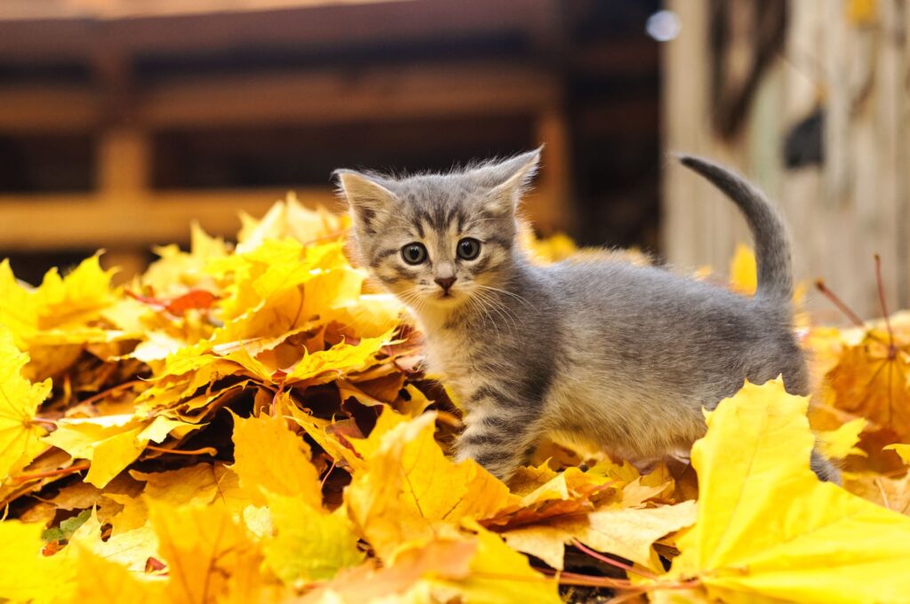 Herbstkatzen