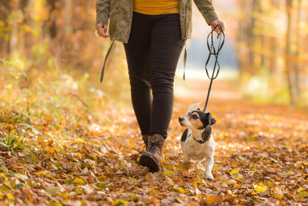 Herbstspaziergang mit dem Hund