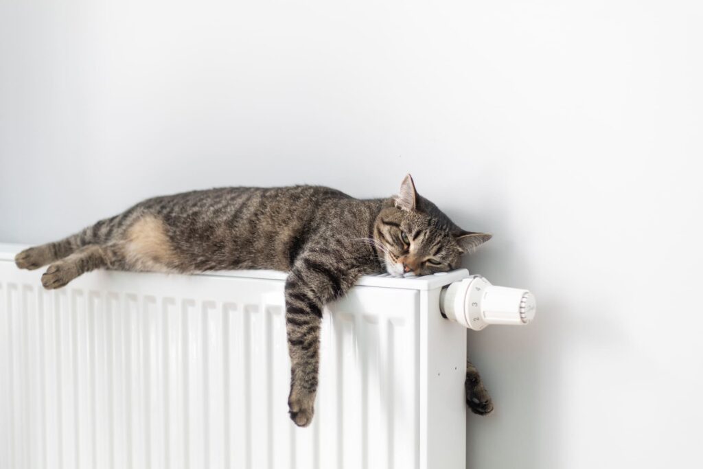 Können Katzen frieren