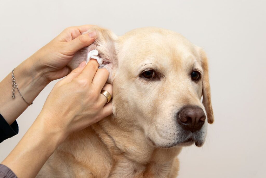 Hundeohren reinigen und pflegen