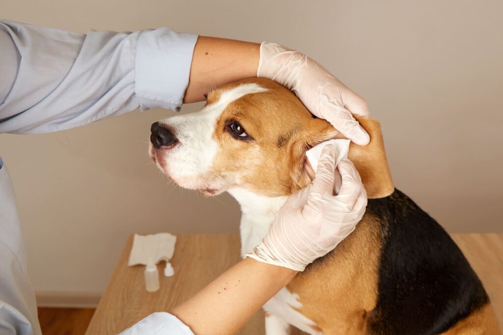 Richtige Reinigung von Hundeohren