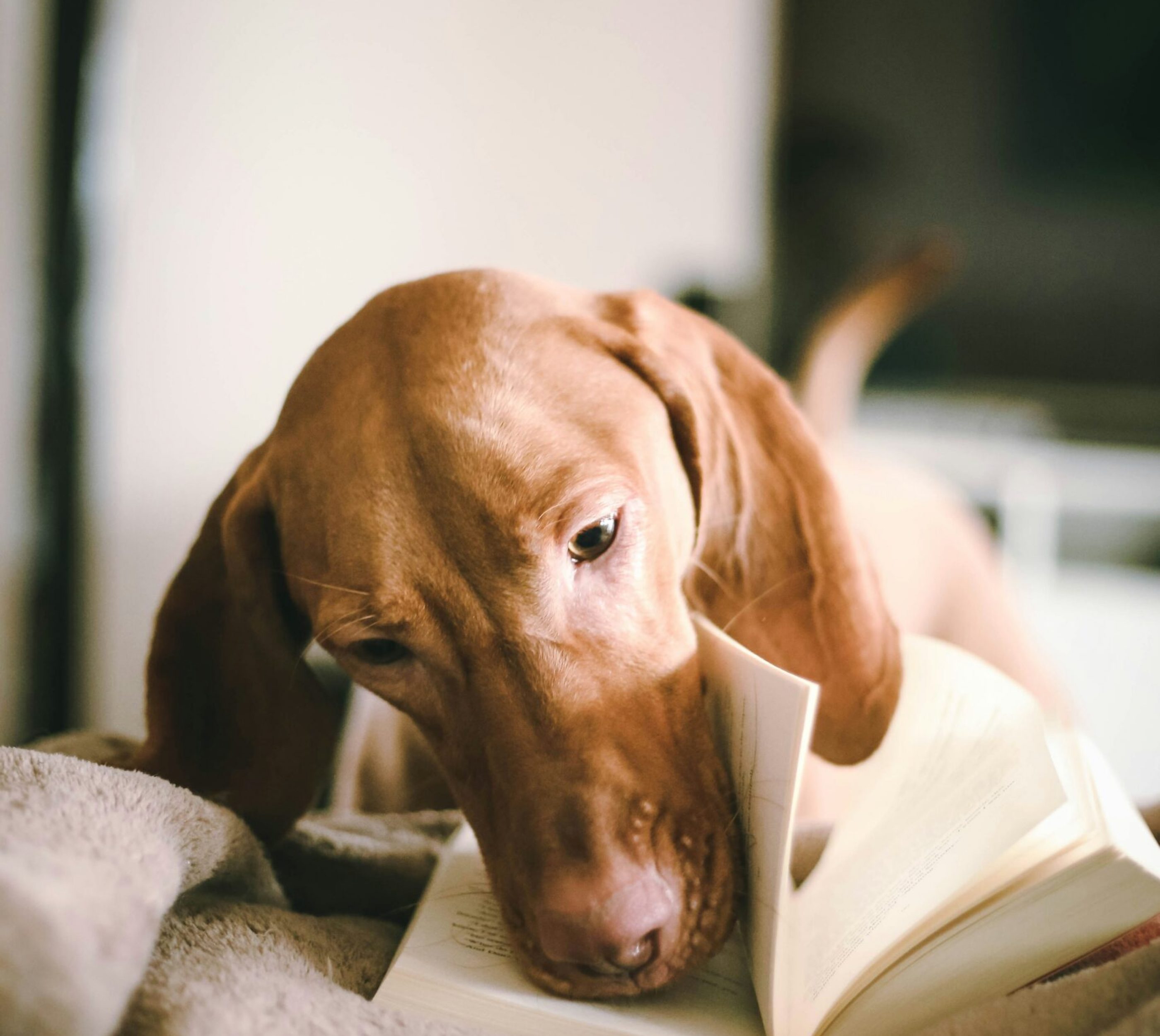 Hund mit Buch