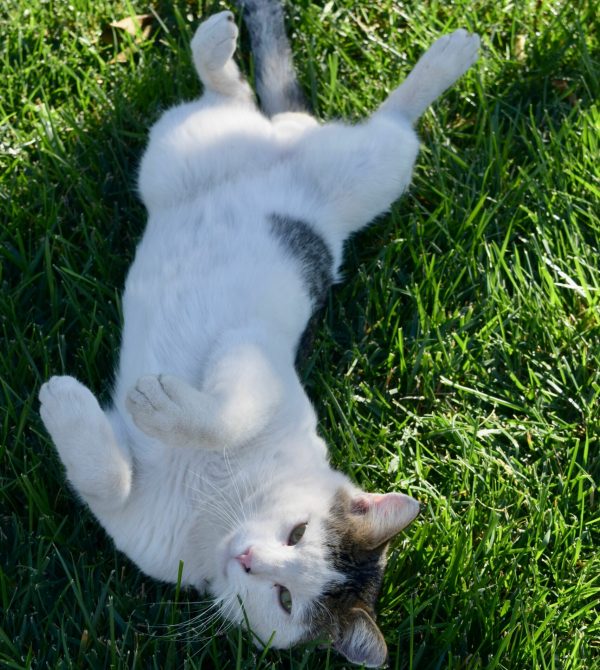 Katze liegt auf dem Rücken im Gras