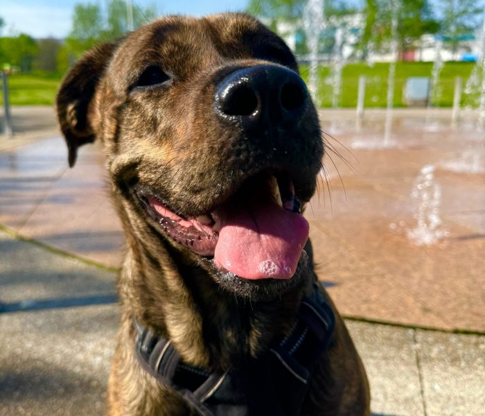 Hund fröhlich Hund fröhlich