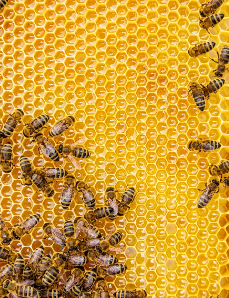 Bienenvolk bei der Arbeit