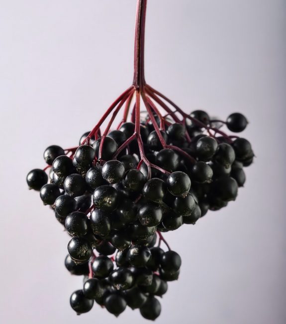 Fresh elderberries hanging in a delicate arrangement showcasing rich dark purple and black tones Fresh elderberries hangin