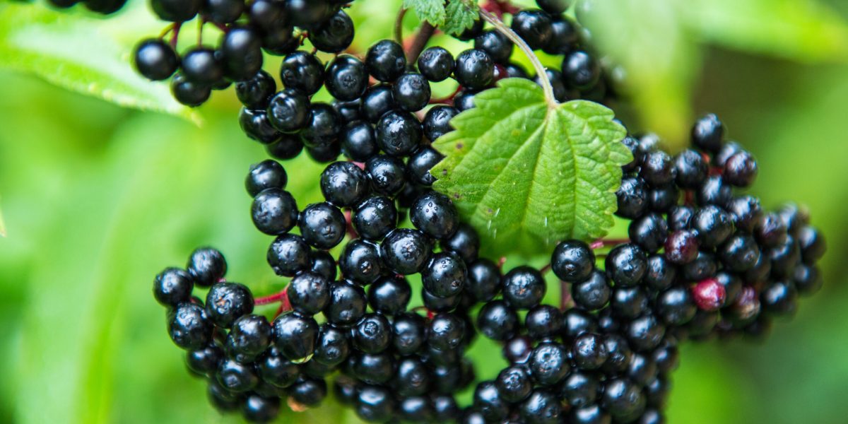 Holunderbeeren Holunderbeeren