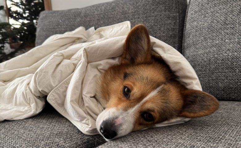 Hund mit Decke auf Sofa Hund mit Decke auf Sofa