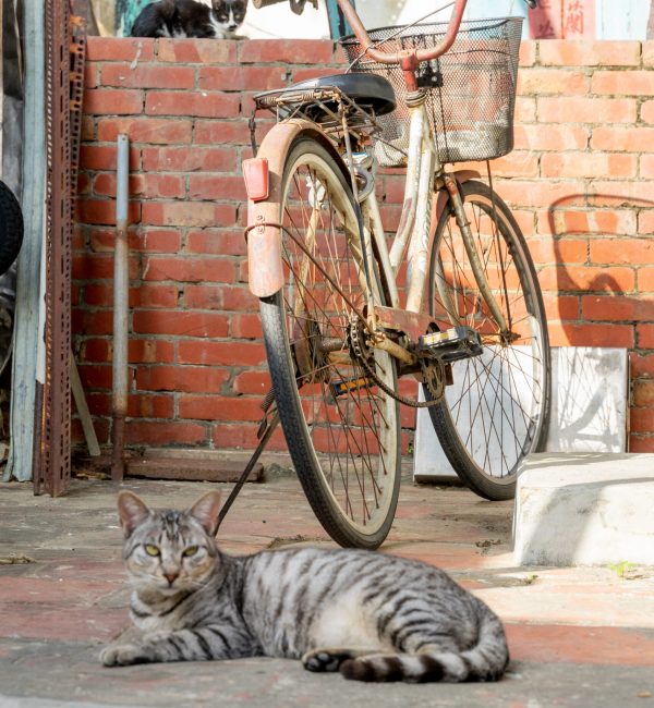 A stray cat roams freely through the nostalgic alleyways of a Taiwanese military dependents’ village, weaving between aged brick houses and vintage tiled walls. The scene blends the quiet resilience o A stray cat roams freely through the nostalgic alleyways of a Taiwanese military dependents’ village, weaving between aged brick houses and vintage tiled walls. The scene blends the quiet resilience o