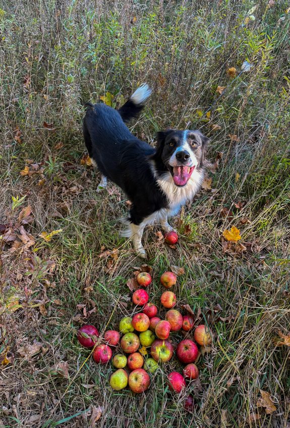 Ein fröhlicher schwarz-weißer Hund steht auf einem Feld, lächelt in die Kamera und neben ihm liegt ein Haufen frischer roter und gelber Äpfel auf dem Boden.