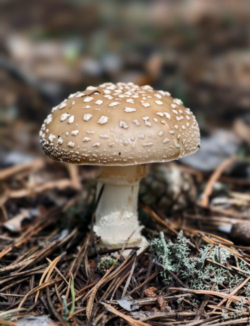 Pantherpilz
