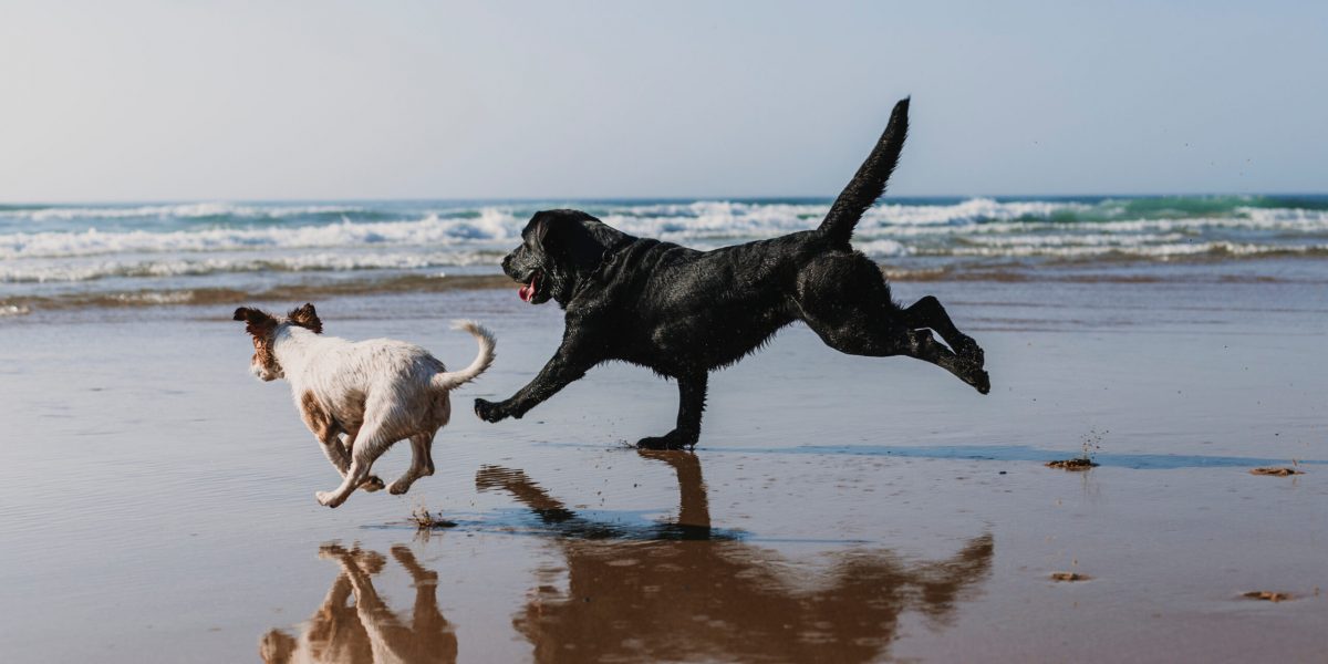two happy dogs having fun at the beach. Running by the sea shore with reflection on the water at sunset. Cute small dog, black labrador. Summertime. Pets outdoors. LIfestyle. paw prints on sand two happy dogs having fun at the beach. Running by the sea shore with reflection on the water at sunset. Cute small dog, black labrador. Summertime. Pets outdoors. LIfestyle. paw prints on sand