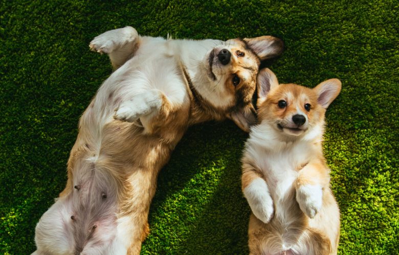 Draufsicht auf zwei liebenswerte Welsh Corgi Hunde, die auf grünem Rasen liegen Draufsicht auf zwei liebenswerte Welsh Corgi Hunde, die auf grünem Rasen liegen