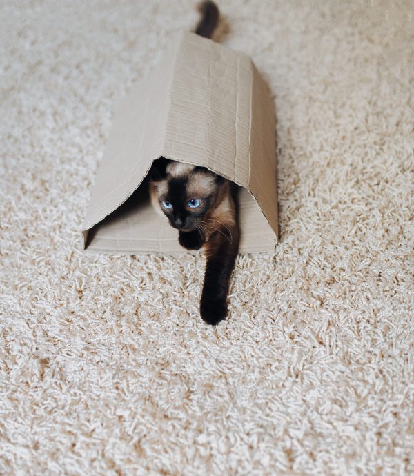 Siamese cat with blue eyes hiding in his house a cardboard box. A playful pet is going on a hunt. Concept photo. Hunter killer. Cat games.