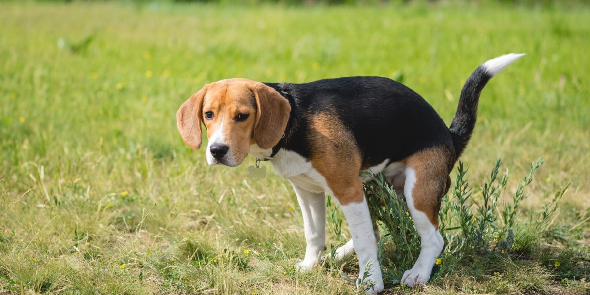 Hund setzt Kot ab